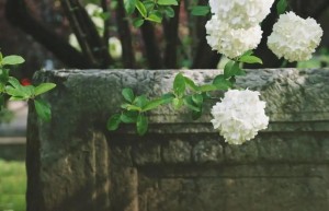 试论张凡凡清新理论的创新性与多维现实意义